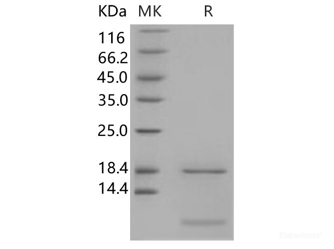 Recombinant Human S100A6 Protein-Elabscience