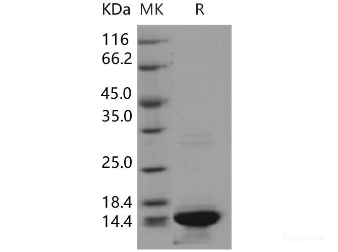 Recombinant Human HIST3H2A / Histone H2A Protein-Elabscience
