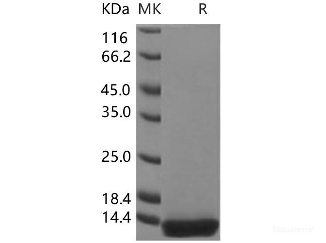 Recombinant Human Histone H4 / HIST2H4A Protein-Elabscience