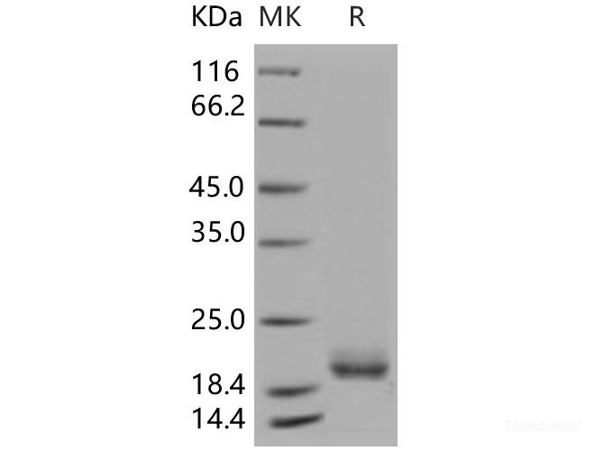 Recombinant Human LAIR2 / CD306 Protein, Low Endotoxin-Elabscience
