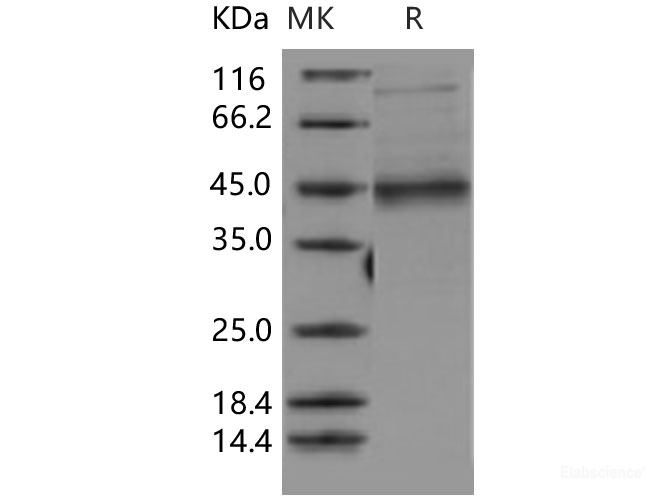 Recombinant Human MFG-E8 / lactadherin / MFGE8 Protein (His tag)-Elabscience