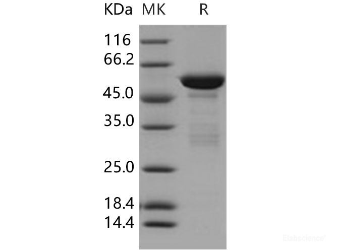 Recombinant Human 14-3-3 tau / 14-3-3 theta / YWHAQ Protein (GST tag)-Elabscience