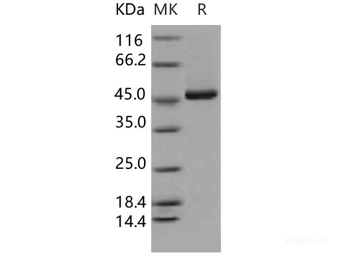 Recombinant Human KYNU / Kynureninase Protein (His tag)-Elabscience