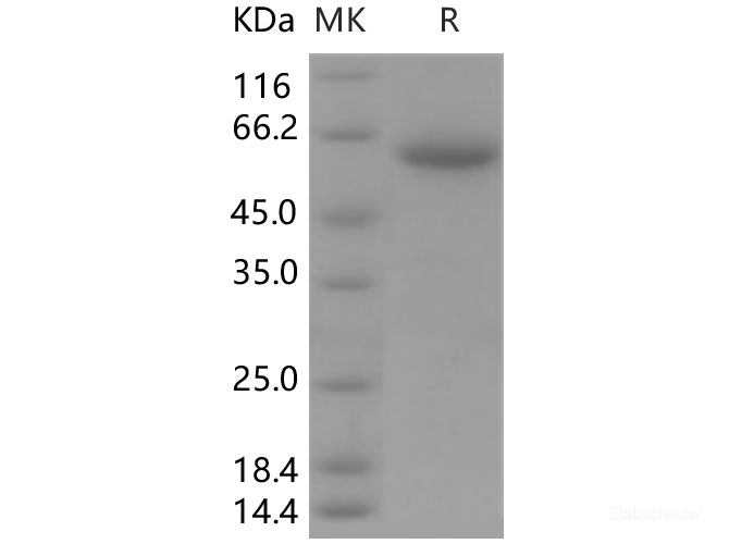 Recombinant Human CLEC10A / MGL1 / CD301 Protein (Fc tag)-Elabscience
