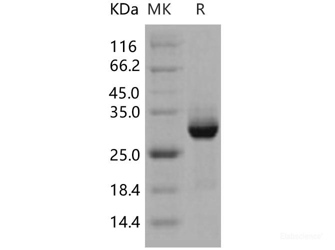 Recombinant Human AKT3 Protein (GST tag)-Elabscience