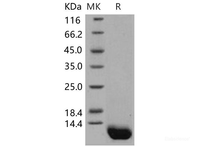 Recombinant Human Complement C5a Protein-Elabscience