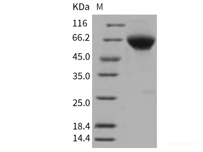Recombinant Human BMPR2 / BMPR-II Protein (His & Fc tag)-Elabscience