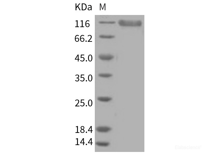 Recombinant Human PSGL-1 / CD162 Protein (His & Fc tag)-Elabscience
