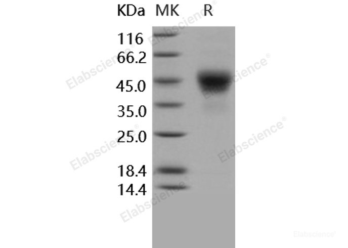 Recombinant Human TROP2 / TACSTD2 Protein (His tag)-Elabscience