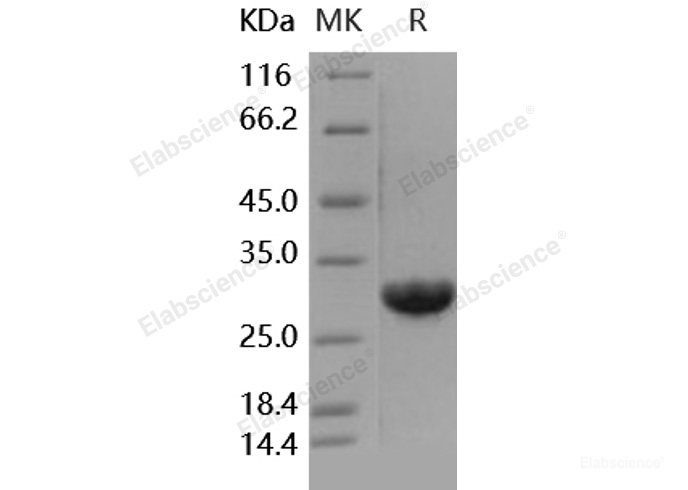 Recombinant Human Galectin-3 / LGALS3 Protein, Low Endotoxin-Elabscience