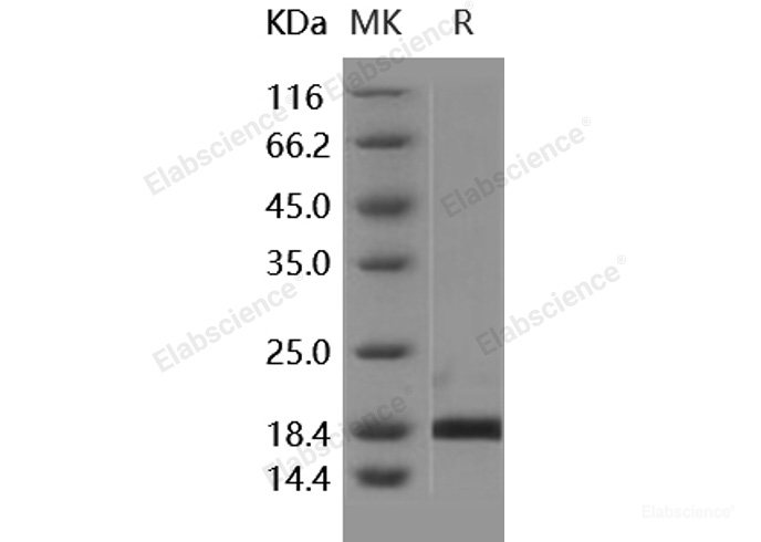 Recombinant Human PIN1 / Rotamase Pin1 Protein-Elabscience