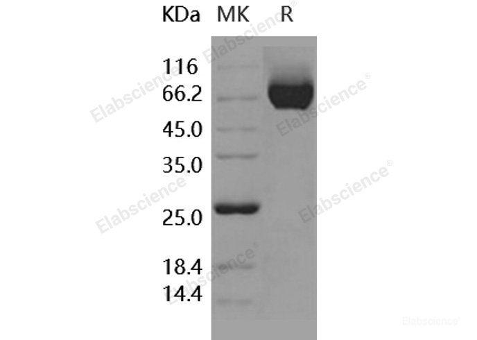 Recombinant Human CHL-1 Protein (His tag)-Elabscience