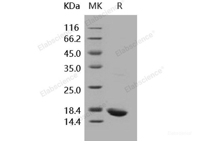 Recombinant Human IL-1 beta / IL1B Protein-Elabscience