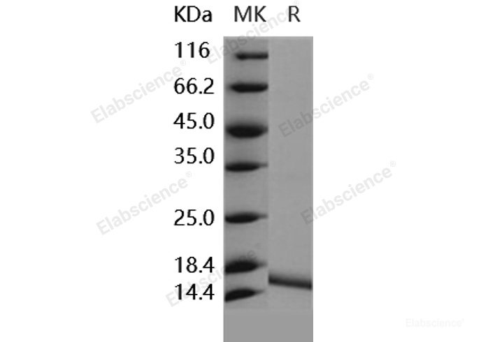 Recombinant Human IL36G / IL1F9 Protein (aa 18-169)-Elabscience