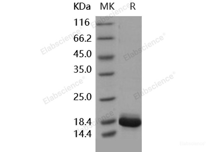 Recombinant Human IL36G / IL1F9 Protein (aa 18-169, His tag)-Elabscience