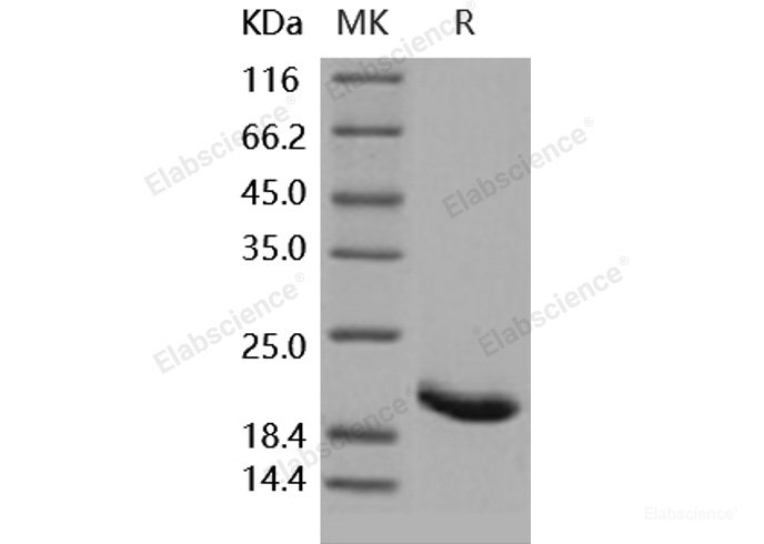 Recombinant Human IL-1RA / IL1RN Protein-Elabscience