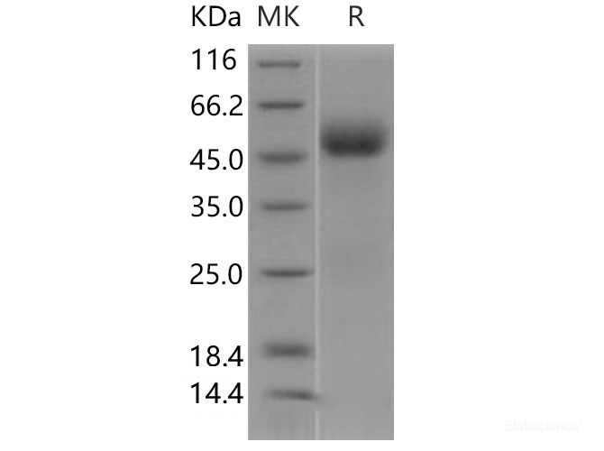 Recombinant Human IL1R2 Protein-Elabscience