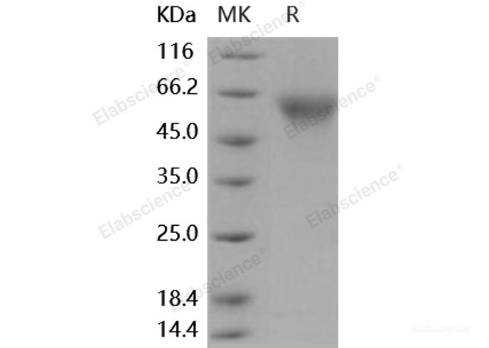 Recombinant Human CD55 / DAF Protein (His tag)-Elabscience