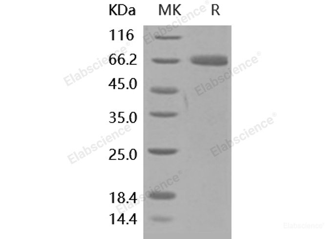 Recombinant Human PD-L1 / B7-H1 / CD274 Protein (Fc tag)-Elabscience
