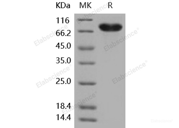 Recombinant Human CD14 Protein (Fc tag)-Elabscience