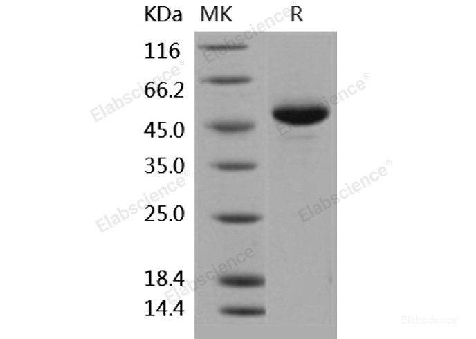 Recombinant Human BLyS / TNFSF13B / BAFF Protein (Fc tag)-Elabscience