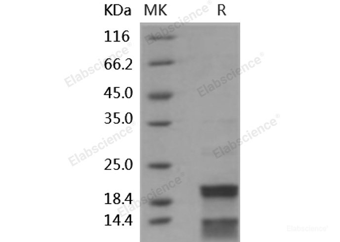 Recombinant Human CASP7 / caspase 7 / MCH3 Protein (His tag)-Elabscience