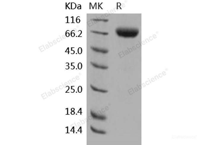 Recombinant Human 2B4 / SLAMF / CD244 Protein (Fc tag)-Elabscience