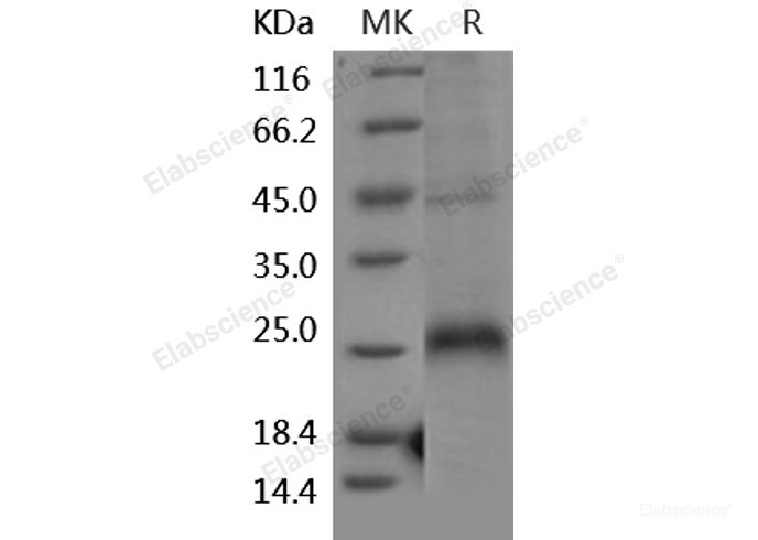 Recombinant Human CD27 / TNFRSF7 Protein (His tag)-Elabscience