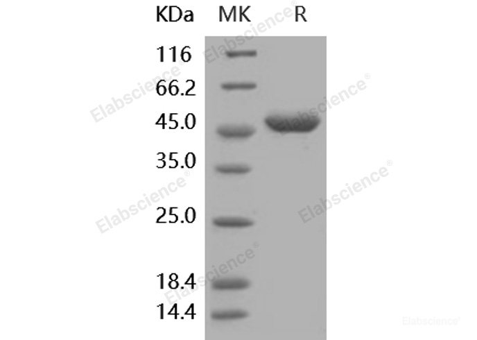 Recombinant Human G-CSF / CSF3 Protein (Fc tag)-Elabscience