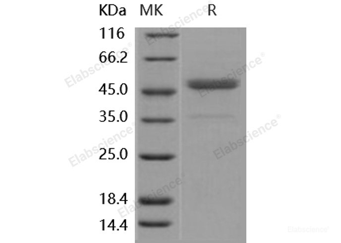 Recombinant Human CD112 / Nectin-2 / PVRL2 Protein-Elabscience