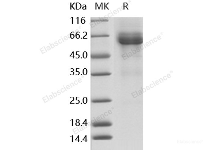 Recombinant Human LILRB4/CD85k/ILT3 Protein (Fc Tag)-Elabscience