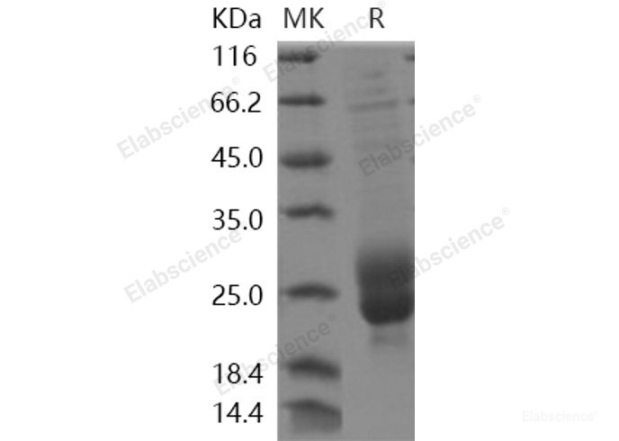Recombinant Human M-CSF / CSF-1 Protein-Elabscience