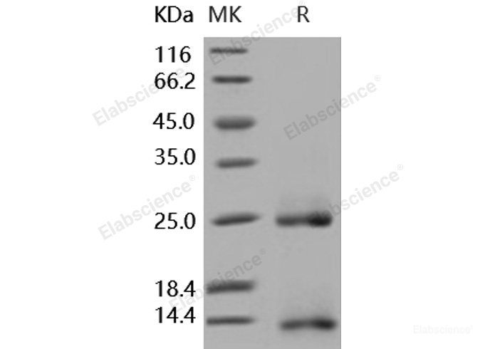 Recombinant Human / Mouse / Rat / Rhesus / Canine BMP-2 / BMP2A Protein-Elabscience