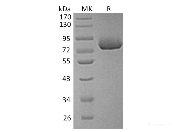 Recombinant Human Osteopontin Protein-Elabscience