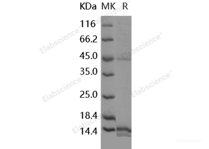 Recombinant Human EG-VEGF / prokineticin-1 Protein (His Tag)-Elabscience