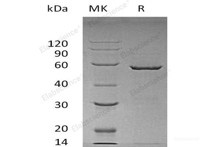 Recombinant Human 14-3-3 Protein ε/YWHAE Protein(N-GST)-Elabscience