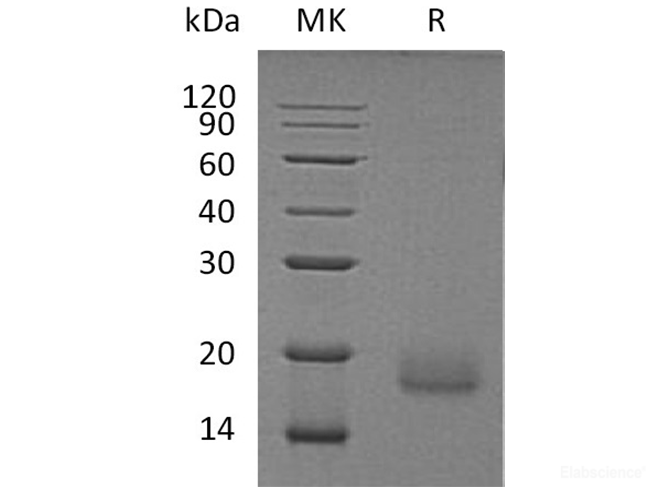 Recombinant Human Activin Receptor 1A/Activin RI/ALK-2/ACVR1 Protein(C-6His)-Elabscience