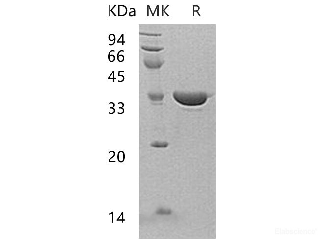 Recombinant Human Annexin A13/ANXA13 Protein-Elabscience