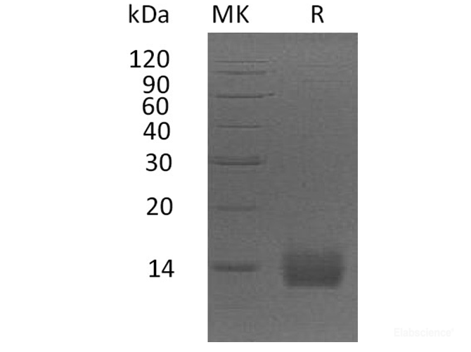 Recombinant Human Apolipoprotein A-II/ApoA2 Protein(C-6His)-Elabscience