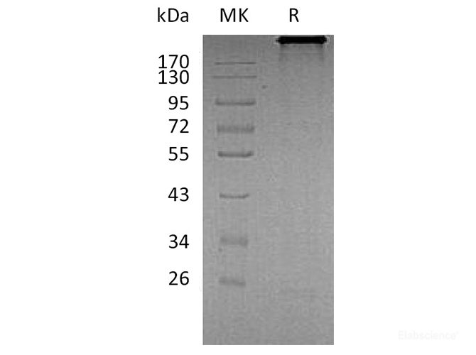 Recombinant Human Cadherin-6/K-Cadherin/CDH6 Protein(C-Fc)-Elabscience