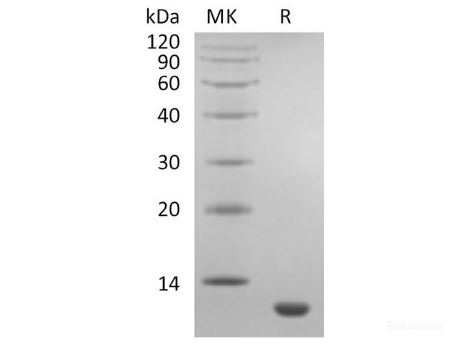 Recombinant Human C-C Motif Chemokine 11/CCL11/Eotaxin Protein-Elabscience