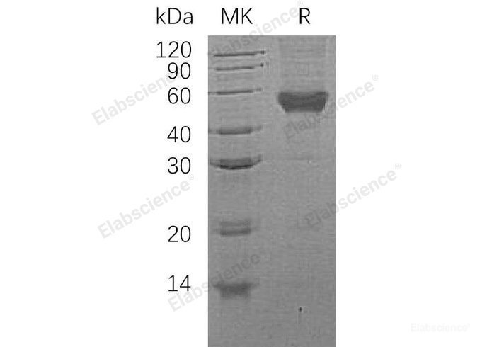 Recombinant Human CD14 Protein(C-6His)-Elabscience