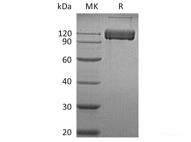 Recombinant Human CD166 Antigen Protein(C-Fc)-Elabscience