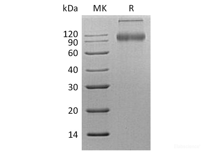 Recombinant Human CD200 Receptor 1/CD200R1 Protein(C-Fc)-Elabscience