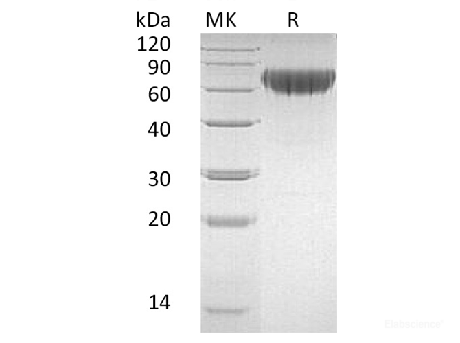 Recombinant Human CD27/TNFRSF7 Protein(C-Fc-6His)-Elabscience