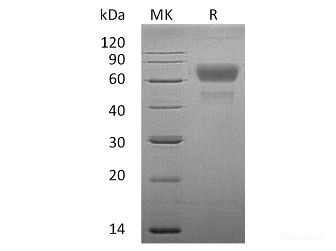 Recombinant Human CD28/TP44 Protein(C-Fc)-Elabscience