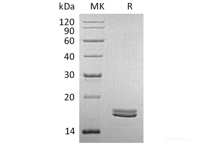 Recombinant Human CD40 Ligand/CD40L/TNFSF5 Protein-Elabscience
