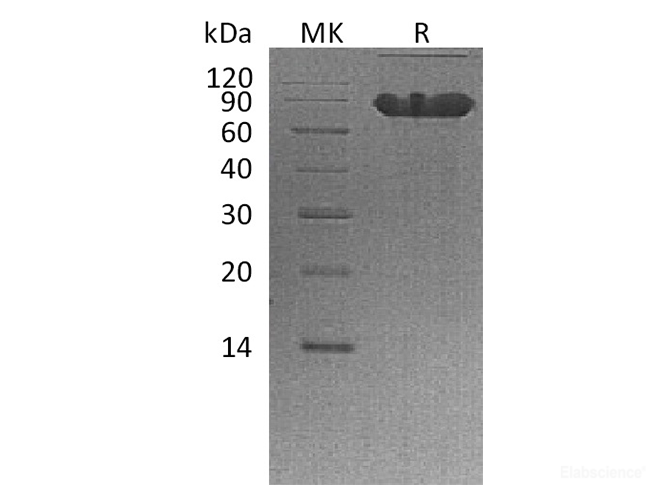 Recombinant Human CD44/MIC4 Protein(C-Fc)-Elabscience