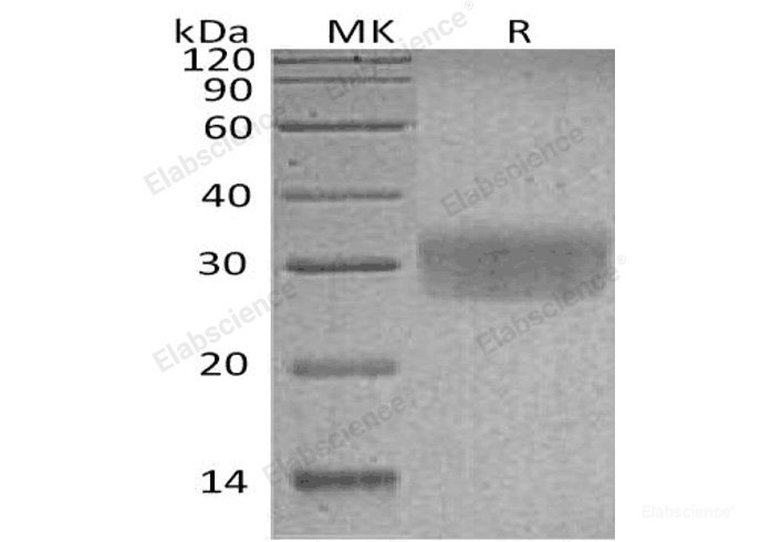 Recombinant Human CD7/Leu-9 Protein(C-6His)-Elabscience