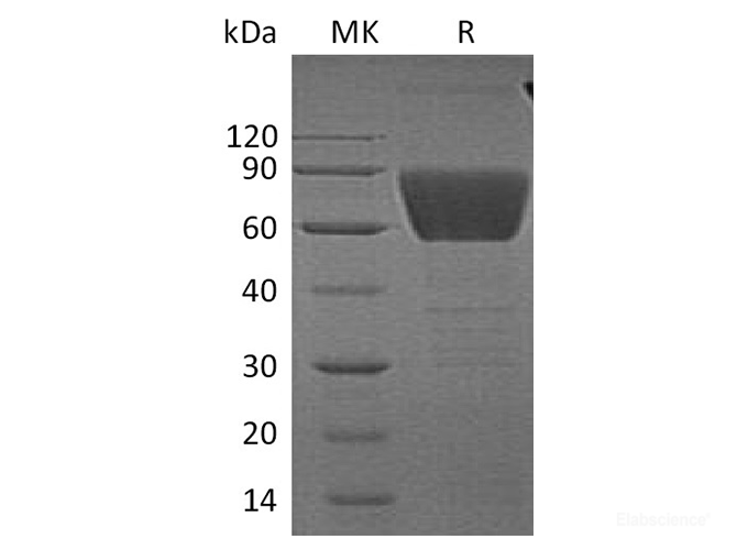 Recombinant Human CD99 Antigen-Like Protein 2/CD99L2 Protein(C-Fc)-Elabscience